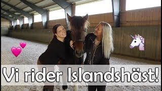 Elfstrands testar  Att rida islandshäst [upl. by Eiaj]