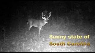 Edgefield county South Carolina bucks [upl. by Nue]