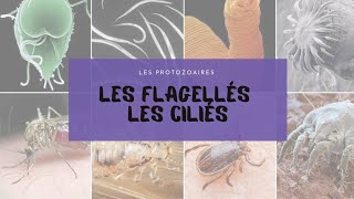 2 Flagellés et ciliés  QCM protozoaires [upl. by Omsare]