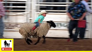 Mutton Bustin 🦙 2021 Saints Roost Ranch Rodeo  Saturday [upl. by Ehman]