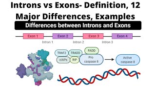 Introns vs Exons Definition 12 Major Differences Examples [upl. by Ja]