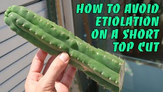 How to Avoid Etiolation on a Short San Pedro Top Cut by Grafting [upl. by Kayne]