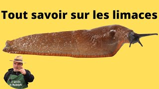 Enquête sur les limaces et les escargots [upl. by Harrell59]