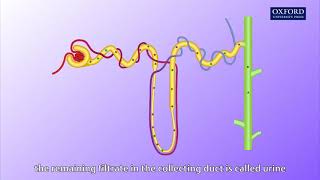 Animation E1 11 Ultrafiltration and reabsorption [upl. by Ecitnerp914]