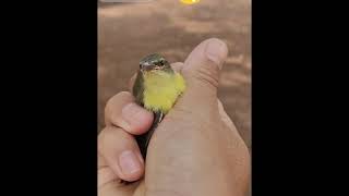 Smallest bird in the world [upl. by Azzil]