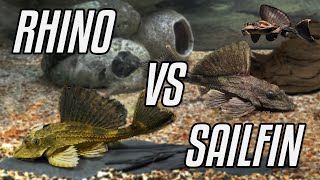 Rhino Pleco Not Your Average Plecostomus  Identification and Comparison with a Sail Fin [upl. by Iz]