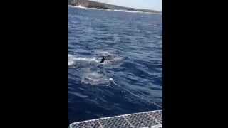 Shark cage diving Port Lincoln with a few of the Bondi lifeguards [upl. by Naujled]