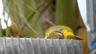 Rüppells Weaver Ploceus galbula  Salalah Oman [upl. by Pillihpnhoj]