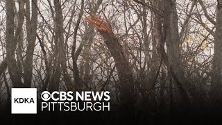 Tornado touches down in Pittsburghs eastern neighborhoods [upl. by Elcin420]