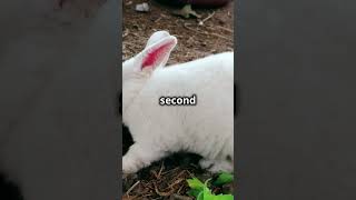 Rabbits Eat Their Own Poop 🐰shortvideo shortsvideo shortfeed shorts short shortfeed bunny [upl. by Adnirb141]