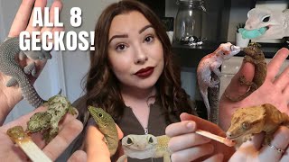 Feeding All 8 Of My Geckos [upl. by Anderegg]