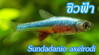 ซิวฟ้า Sundadanio axelrodi ปลาซิวที่ชอบที่สุดตลอดมา [upl. by Carew]