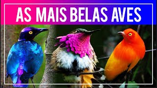 As aves MAIS BONITAS do mundo Aves do Paraíso Pássaros de Plumagens Coloridas e outras Raridades [upl. by Faxun904]