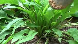 COMFREY  DIGGING DIVIDING and PLANTING CROWNS STEP BY STEP HOW TO DO IT OAG [upl. by Dex5]