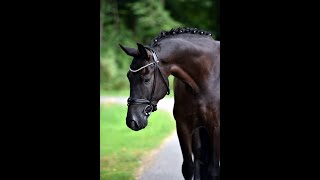 PAULCHEN PANTHER 2018 KWPN gelding by Painted Black [upl. by Eninahs210]