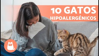 10 RAZAS de GATOS para ALÉRGICOS 🐱✅ Gatos Hipoalergénicos [upl. by Mcmahon134]