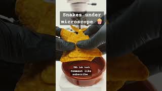 Snacks🍿 under microscope 🔬 Shocking 😳 results 💯 science lab laboratory scienceclass foryou [upl. by Woodruff]