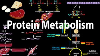 Protein Metabolism Overview Animation [upl. by Notnats446]