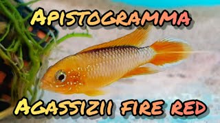 Apistogramma Agassizii Fire Red dwarf cichlid Mini geophagus [upl. by Asel]