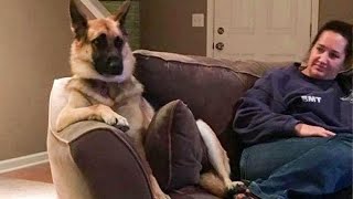 This is why German Shepherds are the FUNNIEST DOGS 🐶 [upl. by Nehemiah866]