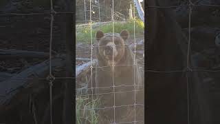 Wild Grizzly Bears Fight [upl. by Annahael]