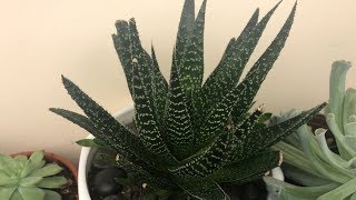 ✂️ Haworthia Propagation Harvest  Angels Grove Co [upl. by Zrike575]