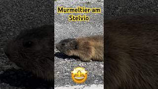 Murmeltier am Stelvio 🤩￼ [upl. by Suiratnauq]