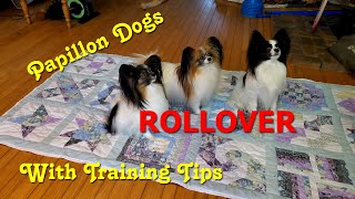 Papillon Dogs Rollover With Training Tips [upl. by Danzig]