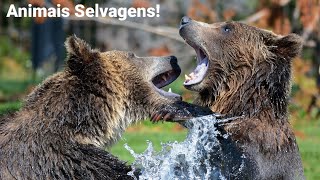 Animais Selvagens [upl. by Edsel7]