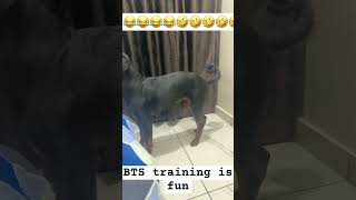 bts training is fun 😋😂😂😂👻🐶 [upl. by Doniv]