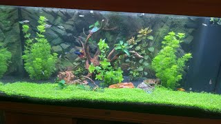 how to make aquarium carpet from seeds glossostigma [upl. by Standley4]