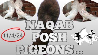 Naqab posh pigeonpigeon Muhammad ko diya surprise [upl. by Nibur]