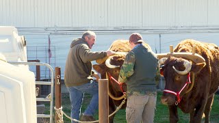 Oxen at Work [upl. by Hares]