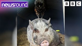 Unlikely Friendship Gilbert the Pig and Miss Coco the Hen 🐷🐔  Newsround [upl. by Conny]