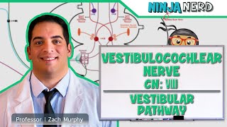 Neurology  Vestibulocochlear Nerve  Cranial Nerve VIII Vestibular Pathway [upl. by Docilla]