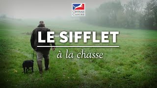 LE SIFFLET A LA CHASSE  Chiens de chasse Ep 7 [upl. by Nhaj]