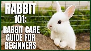 Rabbit 101 Rabbit Care Guide for Beginners [upl. by Dhiman]