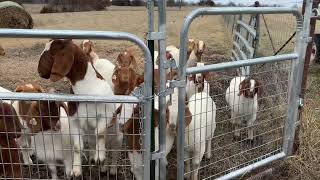 Yearling Does  StartGrow Your Herd of Boer Goats boer meatgoats boergoats goatfarming goats [upl. by Toddie743]