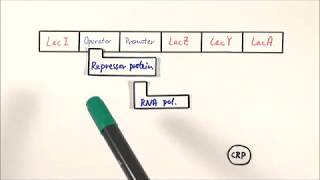 A2 Biology  Lac operon OCR A Chapter 192 [upl. by Gertruda770]