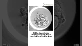 How cool is that  Watch this incredible Embryo Timelapse science ivf embryoscope [upl. by Earased484]