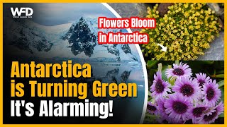 Flowers Bloom in Antarctic  Climate Change Warning [upl. by Romano]