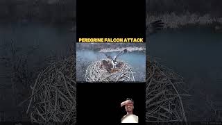 Peregrine Falcon attack trending animals peregrinas [upl. by Ellohcin]