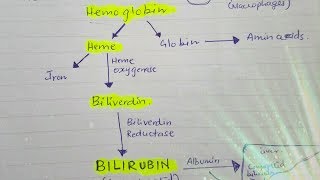 Bilirubin metabolism [upl. by Reivaj]