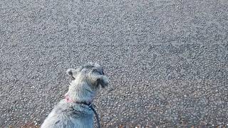 When Standard Schnauzer sees a cat [upl. by Navaj606]