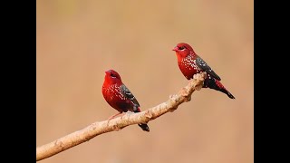 strawberry finch singing [upl. by Anerys]