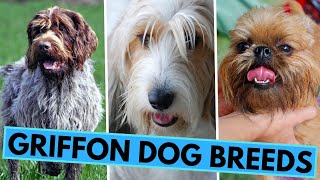 All Griffon Dog Breeds  Wiry Coated Hunters and Companions [upl. by Novy]