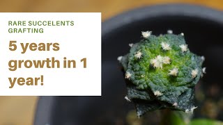 How to graft AriocarpusSuper rare succulent 5 years growth in 1 [upl. by Ire]