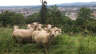 Werden Schafe den Freiburger Schlossberg retten [upl. by Anerec]