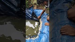 Alligator 🐊gar nda tank😢 കീറിച്ചു shots alligatorgar fish fishing fishtank [upl. by Ynohtnaed592]