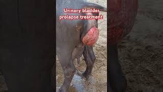 urinary bladder prolapse treatment in buffalo shorts petcare injection ivinjection animaldoctor [upl. by Canfield]